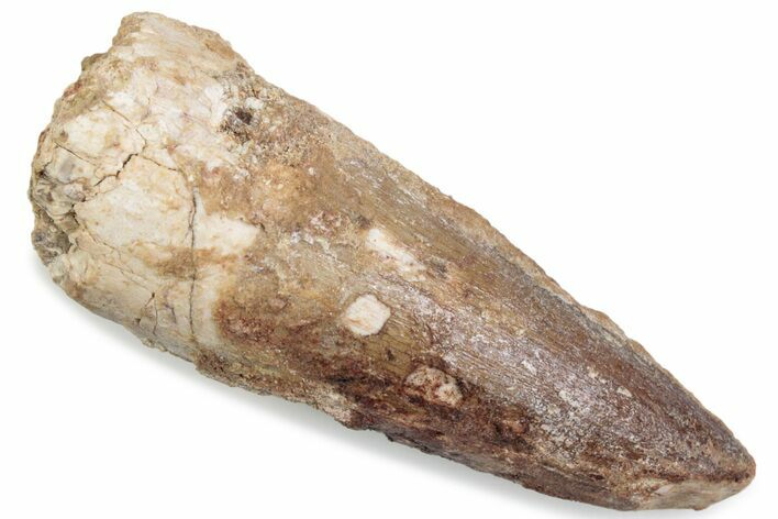 Bargain, Fossil Spinosaurus Tooth - Real Dinosaur Tooth #376571